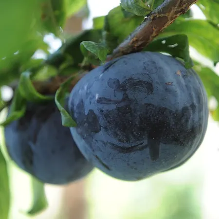 L'uliveto Отель типа 